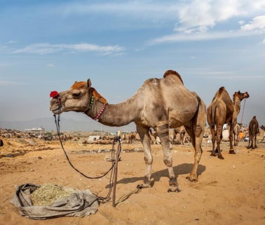 Camels at Pushkar Mela