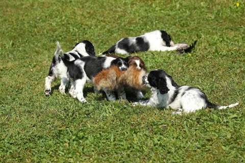 Hunting dog