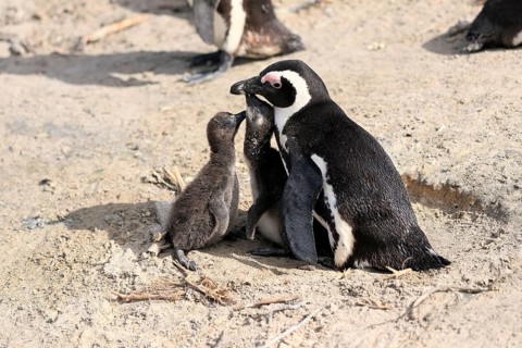 African penguin