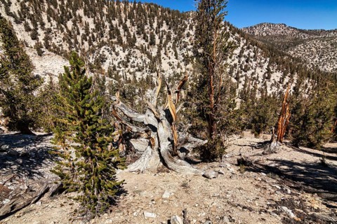 Hiking trail between longleaf pines