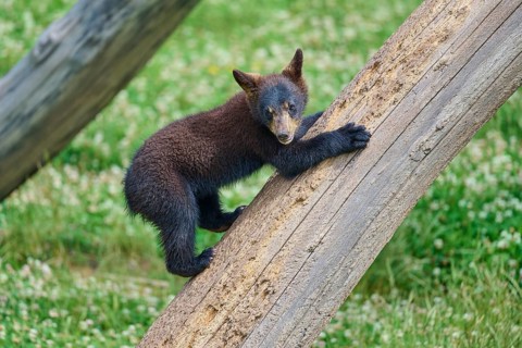 Black bear