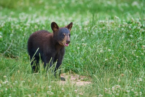 Black bear