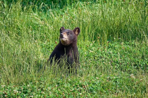 Black bear