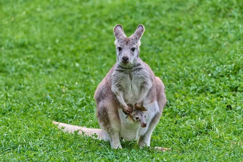 Common Wallaroo