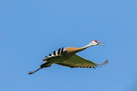 Sandhill crane