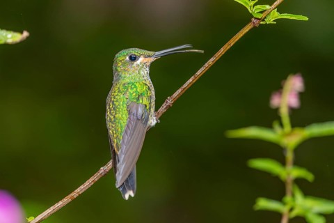 Green-crowned brilliant