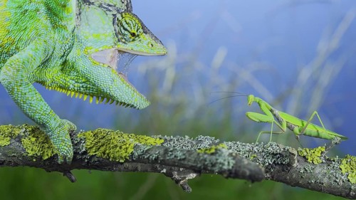 Close-up of mature Veiled chameleon