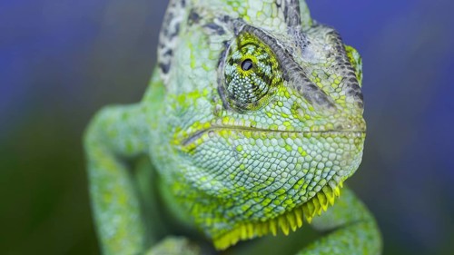 Close-up frontal portrait of adult green Veiled chameleon