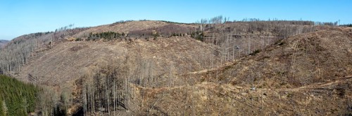 Environmental Destruction Climate Crisis Climate Change Environment Destruction Panorama Landscape Nature Forest Dieback at the Brocken in the Harz Mountains