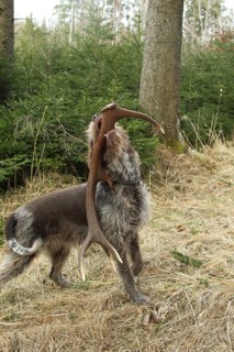 Hunting dog Griffon retrieves red deer
