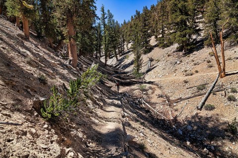 Hiking trail through protected area Ancient Bristlecone Pine Forest