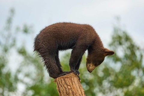 Black bear