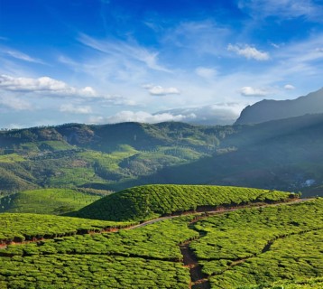 Tea plantations on sunrise. Munnar