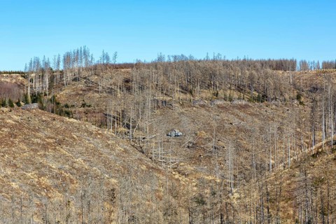 Environmental destruction Climate crisis Climate change Environment Destruction Landscape Nature Forest Dieback at the Brocken in the Harz Mountains
