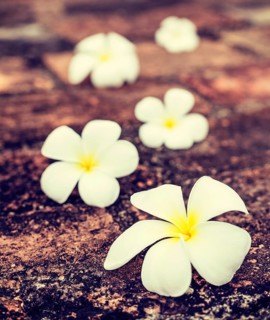 Vintage retro effect filtered hipster style travel image of Frangipani plumeria spa flowers on stones