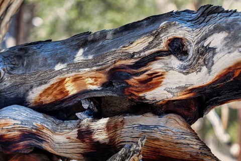 Gnarled tree trunk
