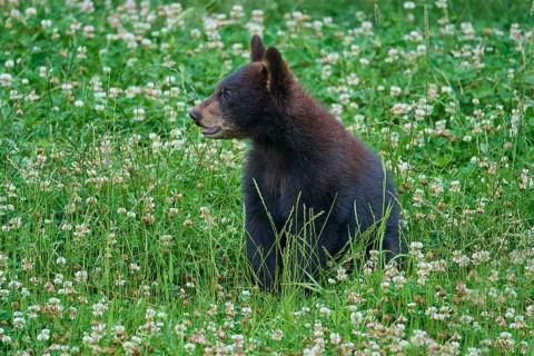 Black bear