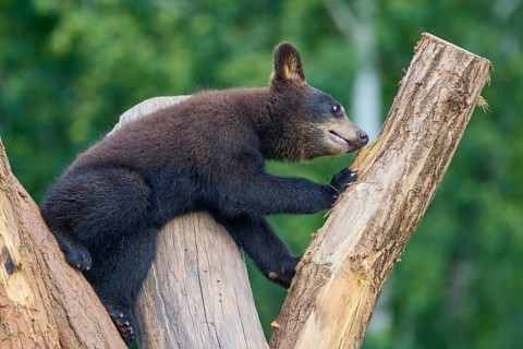 Black bear