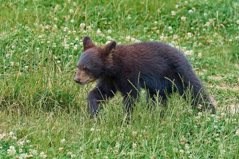 Black bear