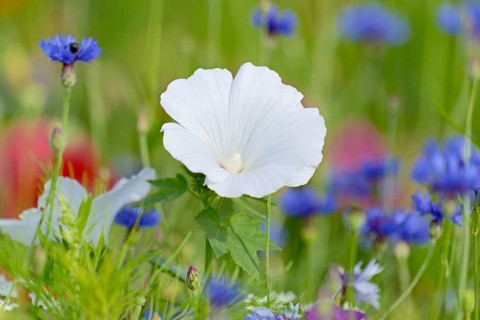 Flowering strip