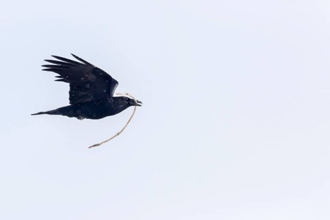 Common raven