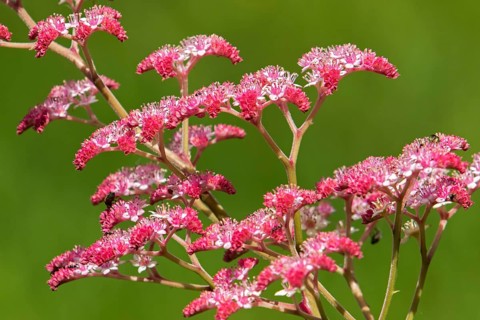 Queen of the meadow in bloom in a garden. Filipendula rubra