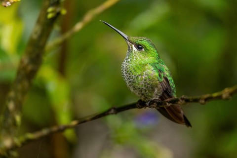 Green-crowned brilliant
