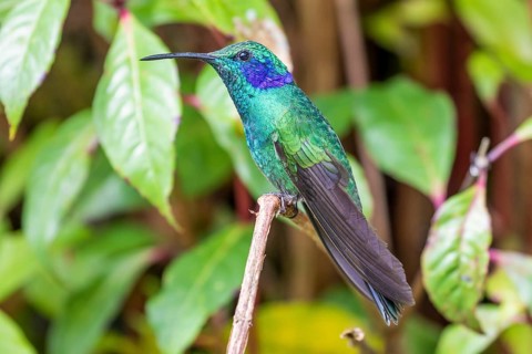 Mexican violetear