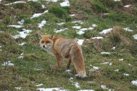 Red fox