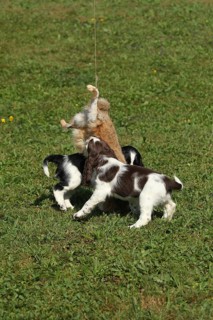 Hunting dog