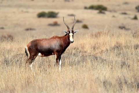 Bontebok