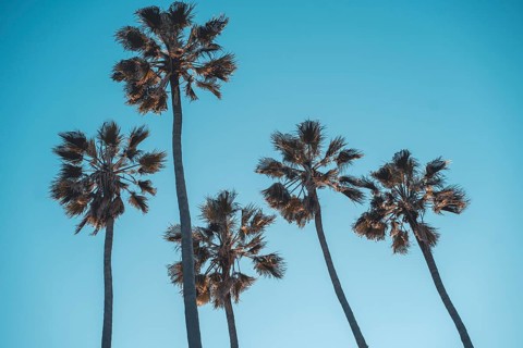 Four palm trees at Santa Monica beach California. Fashion