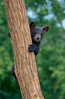 Black bear