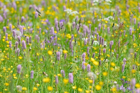 Mountain meadow with wildflowers