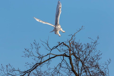 A female snowy owl