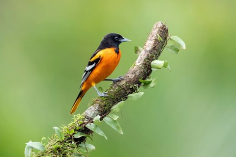 Baltimore oriole