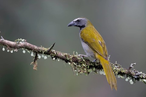 Variegated Saltator