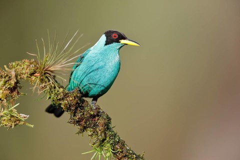 Green honeycreeper
