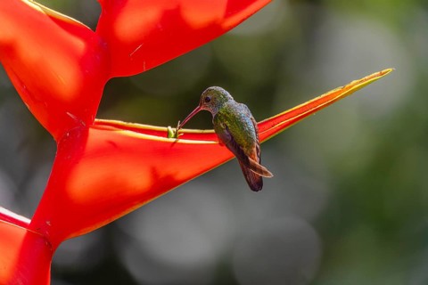 Rufous-tailed hummingbird