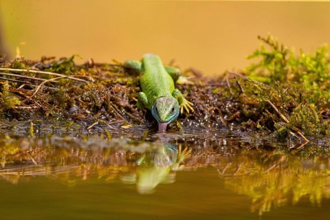 Western green lizard