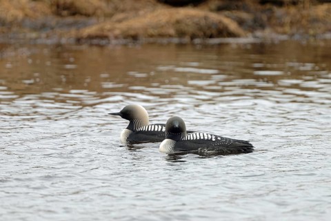 Pacific pacific loon