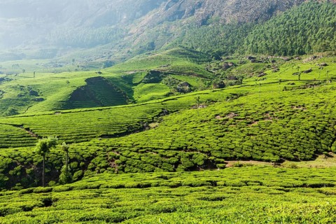 Kerala India travel background