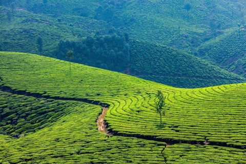 Kerala India travel background
