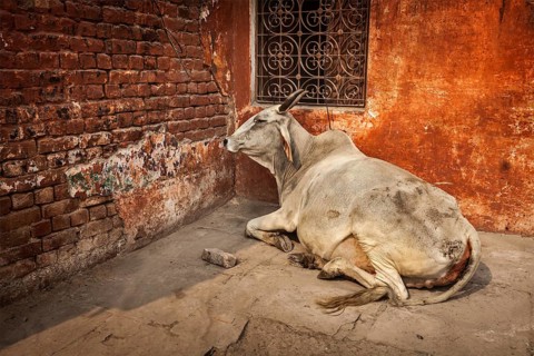 Indian cow in the street of India