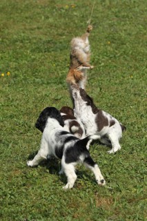 Hunting dog