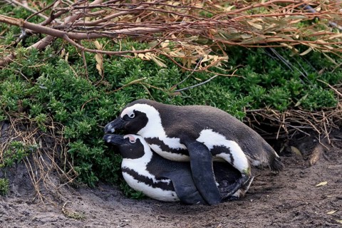 African penguin