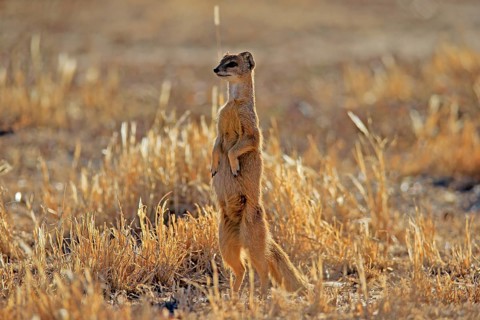 Yellow mongoose