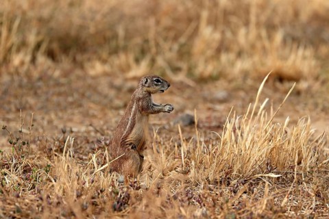Cape ground squirrel
