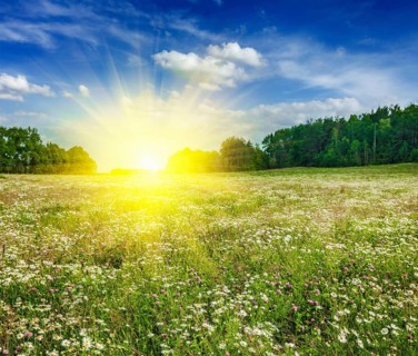 Summer blooming green meadow field with flowers with sun and blue sky