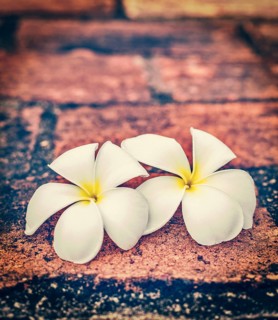 Vintage retro effect filtered hipster style travel image of delicate white frangipani plumeria spa flowers on rough stone surface